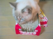 ビバ マタタビ♪_c0006826_6205493.jpg