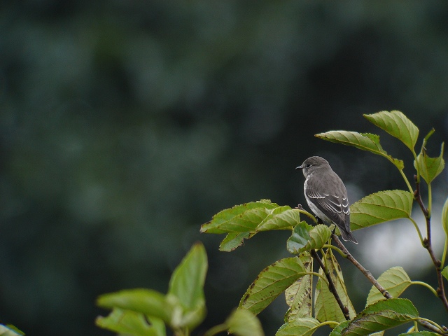 エゾビタキ  　Grey-spotted  Flycatcher/ Musciacapa  griseisticta_b0069564_2155972.jpg