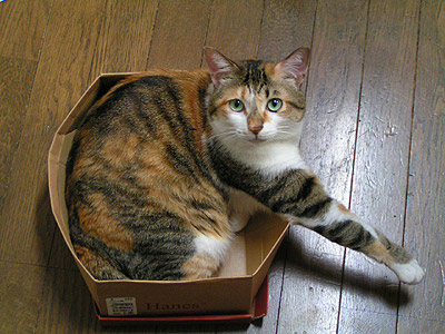 もう、破壊状態・・・猫は箱が好き３_a0028451_15352026.jpg