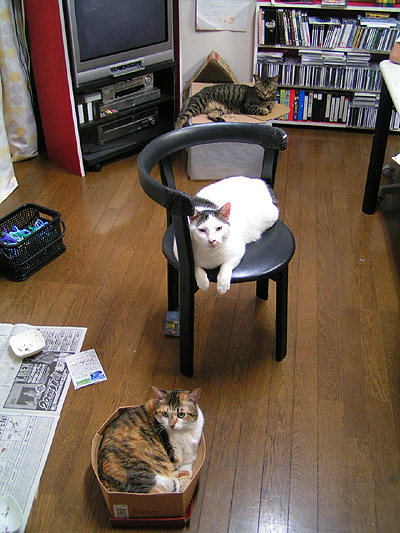 もう、破壊状態・・・猫は箱が好き３_a0028451_15354770.jpg