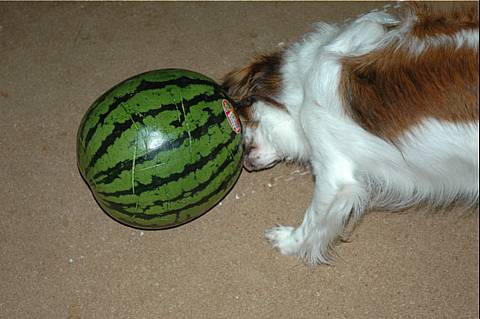 c0075585_140457.jpg