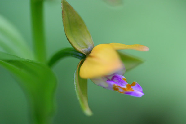 カキラン　　　Epipactis thunbergii. _c0038290_20195688.jpg