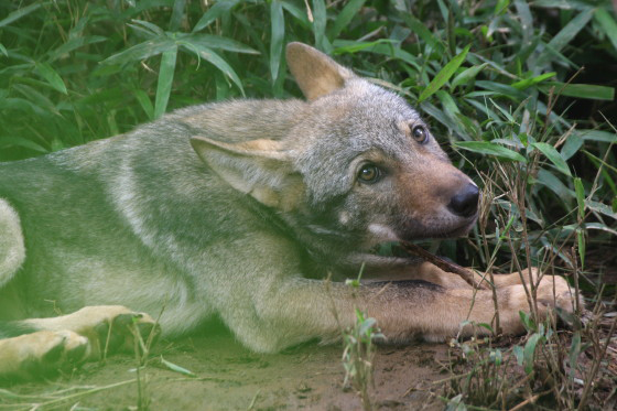 動物運_b0016600_250948.jpg