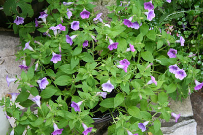 e0001735_137473.jpg