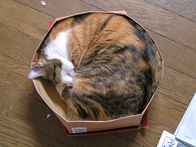 もう、破壊状態・・・猫は箱が好き３_a0028451_13411019.jpg