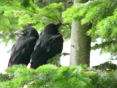 カラスの幼鳥（ヒナ）_c0070654_75481.jpg