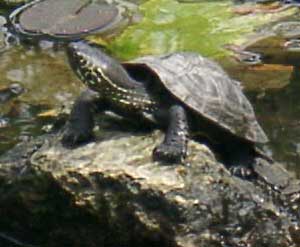 c0047589_13315135.jpg
