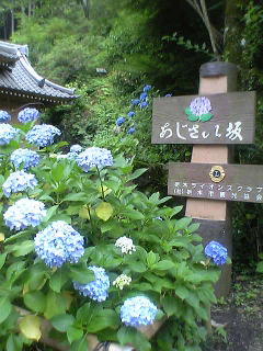 ぶらり旅紀行　　〜大平山　あじさい坂より〜_e0008140_181427100.jpg