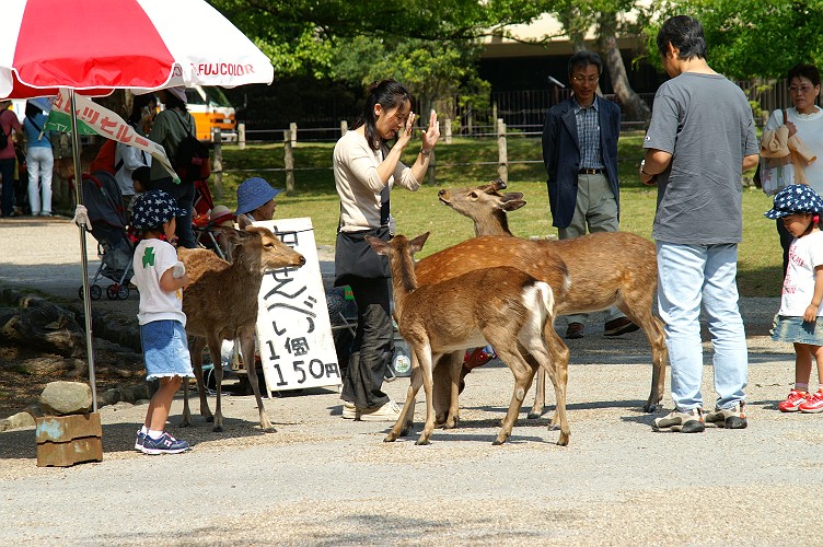 奈良公園の鹿_e0002371_1128399.jpg