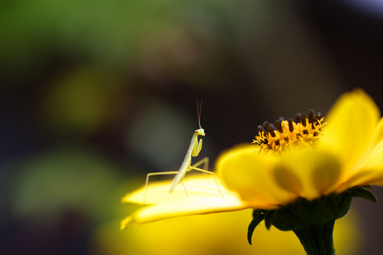 カマキリ_c0054876_6164062.jpg