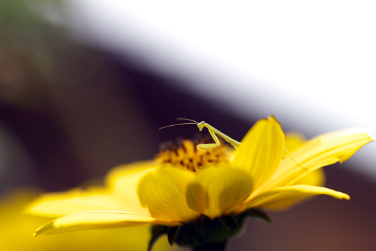 カマキリ_c0054876_6171532.jpg