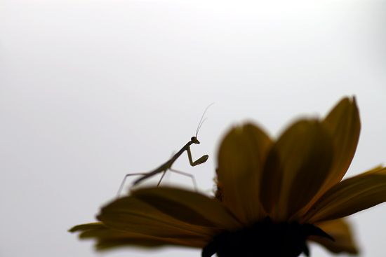 カマキリ_c0054876_6175220.jpg