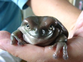 クロちゃんとこのイエアメガエル カエル日記 カエルのラブとチワワのラブ