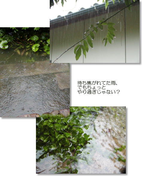 大雨_b0066985_13561858.jpg