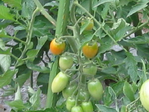 a0008185_11184630.jpg