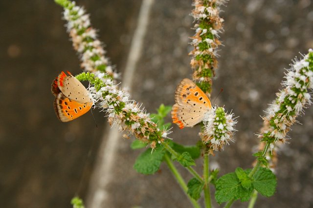 ソテツの花と今日の蝶_c0044297_2044414.jpg