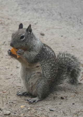 squirrel【りす】_d0019397_22364117.jpg