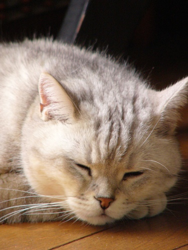 白トラ猫 ふくすけの 猫だけ集めてみました