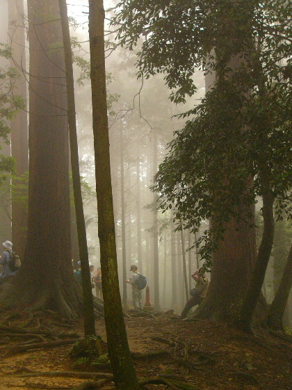 霧の鞍馬山_b0037658_20223472.jpg