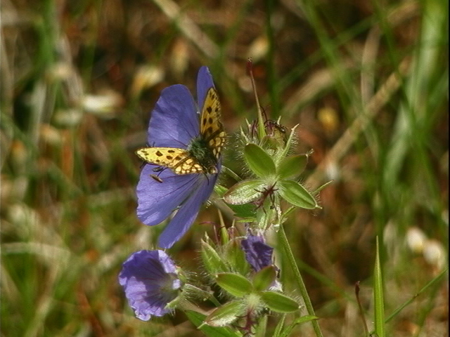 北海道探鳥・探蝶の旅（その３） _d0020180_1046437.jpg