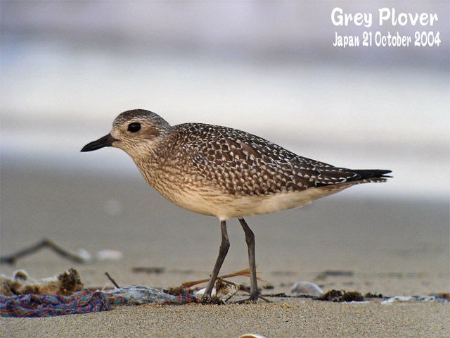 ダイゼン Grey plover : SHORE BIRDS IN JAPAN 日本のシギ、チドリ