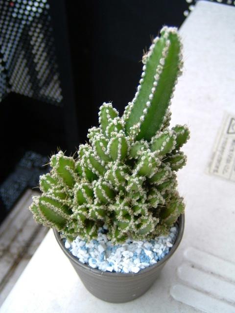 d0063290_13253030.jpg
