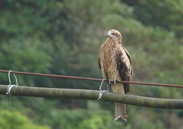 トビ（幼鳥）_b0039170_21462533.jpg