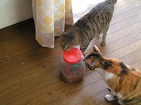 猫もどんどん知恵がつく! byCOCOA_a0028451_20113699.jpg