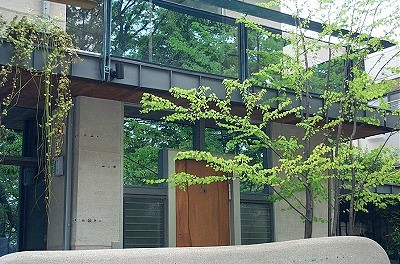 カツラ株立ち 自 然 建 築 Design blog カツラ株立ち 自 然 建 築 Design blog