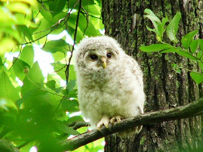 かわいいフクロウの雛 自然大好き