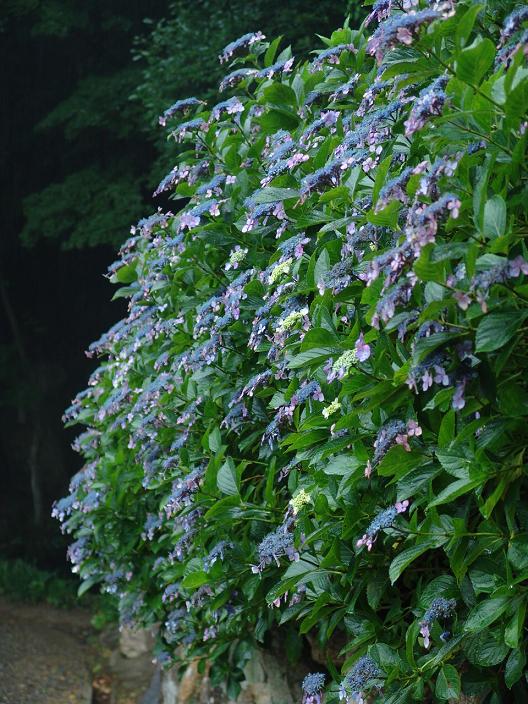 楊谷寺の紫陽花_c0052126_3352559.jpg