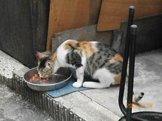 福岡道中長嘗多(フクオカドウチュウナガカッタ)_d0009444_10411685.jpg