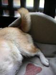 サイ9連発~!_c0049950_0304769.jpg