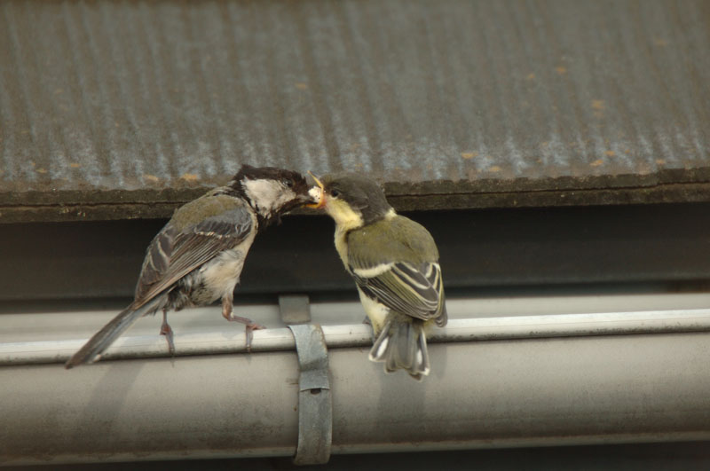 シジュウカラの給餌_b0024798_17383859.jpg