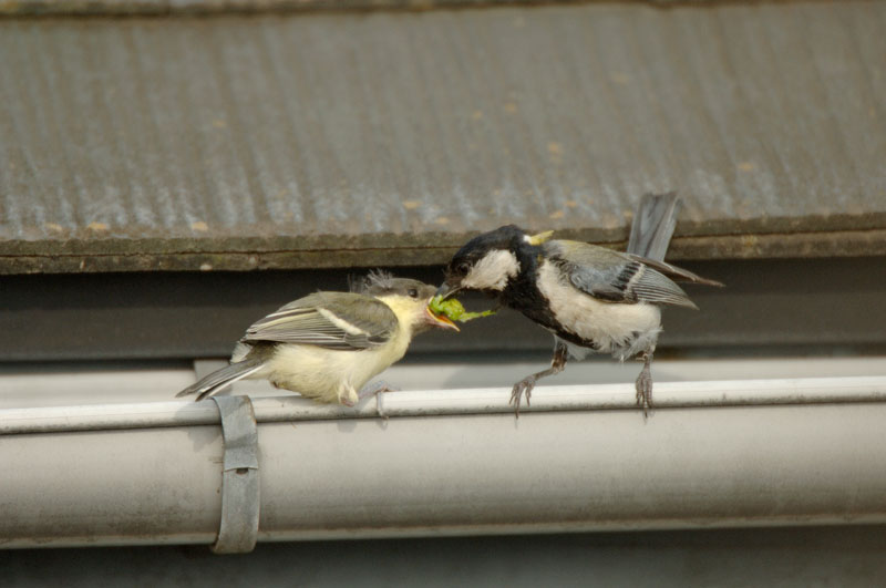 シジュウカラの給餌_b0024798_17464539.jpg