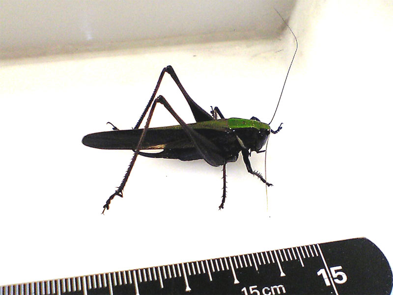 子供が珍しいバッタを捕まえてきました 昆虫ブログ むし探検広場 子供が珍しいバッタを捕まえてきました 昆虫ブログ むし探検広場