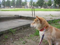 これならいいんかぁ。。。_c0049950_21193225.jpg