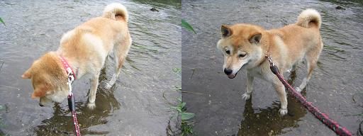 これならいいんかぁ。。。_c0049950_21291686.jpg