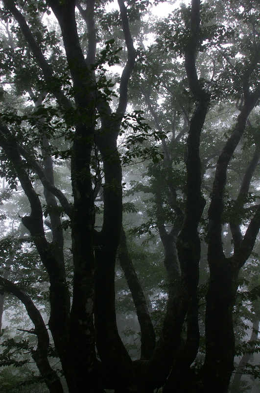 a0009554_08971.jpg