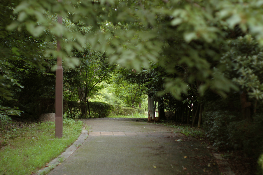 「散歩道」　　　Summilux 50mm F1.4_c0046489_19573288.jpg