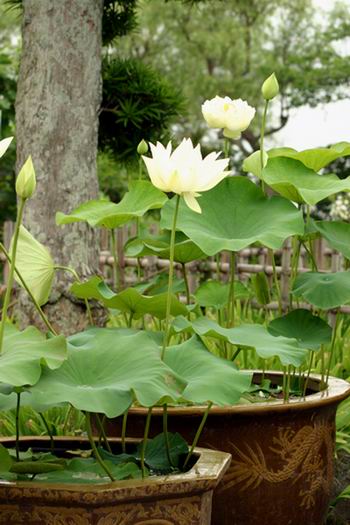 佐原水生植物園＾＾_d0021491_1211201.jpg