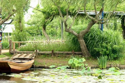 佐原水生植物園＾＾_d0021491_1242062.jpg