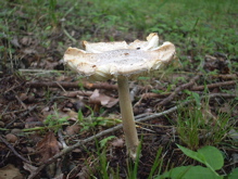 梅雨どきの森を行けば 白いキノコ 八ヶ岳南麓 Hokuto地域ブログ