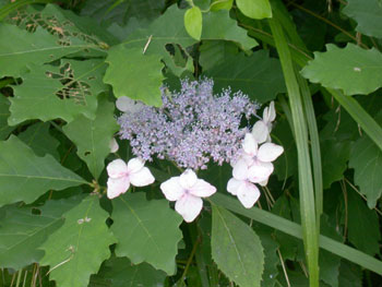 d0050155_034168.jpg