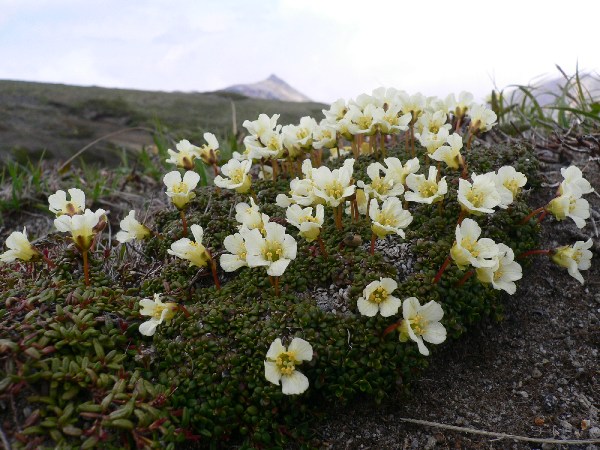 大雪山の高山植物（その1）_b0068572_20204244.jpg