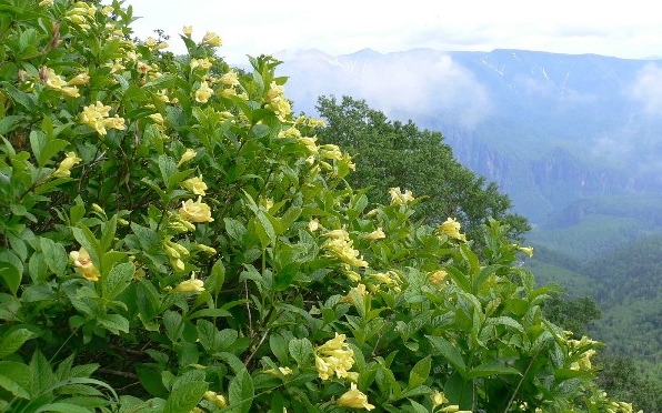 大雪山の高山植物（その1）_b0068572_20282892.jpg