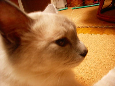 c0023789_0444636.jpg