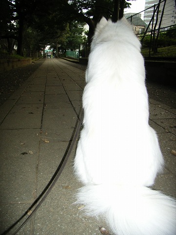 氷川神社その１/ Hikawa-Jinjya (primo tempo)_c0062832_713236.jpg