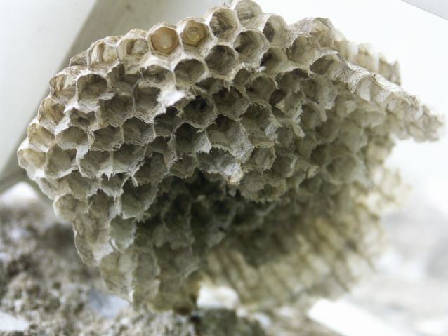 The Fall of the House of a Paper Wasp (フタモンアシナガバチ家の崩壊)_b0060239_92903.jpg