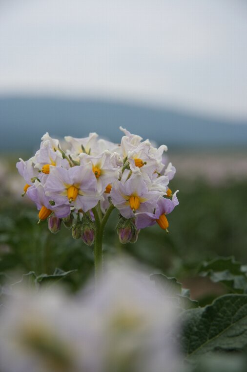 ジャガイモの花_c0053344_193034.jpg